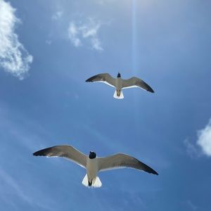 Meet your Posher, Evelyn